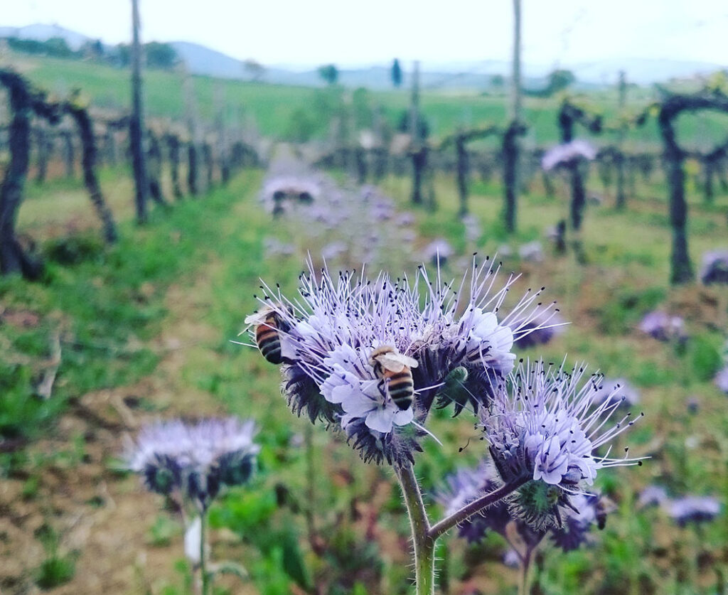 agricoltura alla tenuta di mensanello